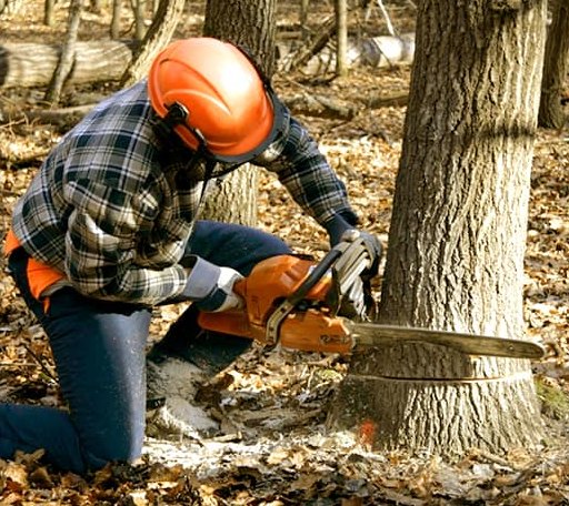 Tree Removal in Keene, VA